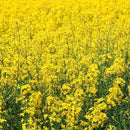 Outsidepride Yellow Mustard Seeds - 5000 Pcs Nutrient-Rich, Flavorful Annual Microgreen Seeds for Planting, Easy-to-Grow, Ideal for Indoor & Outdoor Cultivation, Soil & Hydroponic Systems by GreenHaven Gardens