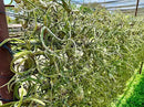 Air Plants - Flowering Tillandsia Caput Medusae, Large 5-7" - 1ct - Live Arrival Guaranteed - House Plants for Home Decor & Gift by GreenHaven Gardens