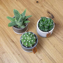 Succulents Plants Live in Plant Pot Set (3 Pack), Succulent Cactus Plants Live Plants, Indoor Plants Live Gardening Gifts for Plant Lovers, Live Succulents Plants Live Houseplants by Plants for Pets by GreenHaven Gardens