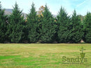 Thuja Green Giant Arborvitae Lot of 30 Each in a Protective Pouch 12-15 inches Tall by GreenHaven Gardens