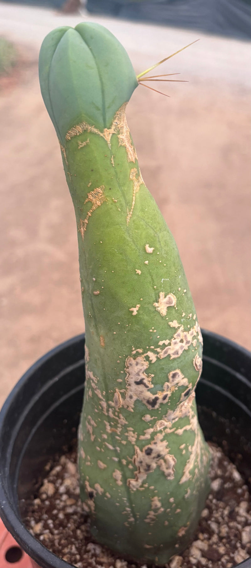 #EC41 EXACT Trichocereus Bridgesii Monstrose Penis Cactus Long Form 10.5”