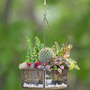 Deco Glass Geometric DIY Terrarium, Succulent & Air Plant- Hanging Mini Hexagon Shaped for Indoor Gardening Decor- Create Your own Flower, Fern, Moss Centerpiece- Amazing Holiday and Wedding Gift by GreenHaven Gardens
