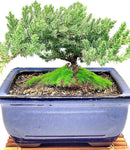 Live Dwarf Juniper Bonsai Tree 7 Year Old with Hand-Made Bamboo Stand | Juniper or Jade Bonsai Tree | Indoor/Outdoor | 100% Handcrafted| Home and Office Décor | Best Gift for Holiday by GreenHaven Gardens