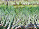 Air Plants - Tillandsia Juncea, Jumbo 8-12" - 3ct - Live Arrival Guaranteed - House Plants for Home Decor & Gift by GreenHaven Gardens
