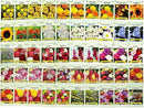 Set of 50 Assorted Flower Seed Packets! Flower Seeds in Bulk - 10+ Varieties Available! by GreenHaven Gardens