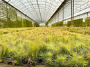 Air Plants - Tillandsia Funckiana, Large 5" - 5ct - Live Arrival Guaranteed - House Plants for Home Decor & Gift by GreenHaven Gardens