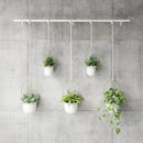Umbra Triflora Hanging Planter for Window, Indoor Herb Garden, Set of 5, White/Brass by GreenHaven Gardens