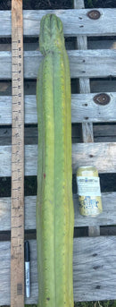 #EC106 EXACT Trichocereus Pachanoi Skip/CG Campground Cactus Cutting