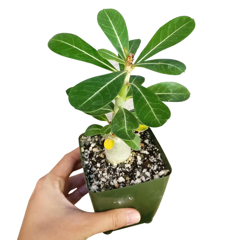 Adenium Obesum Desert Rose