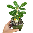 Adenium Obesum Desert Rose