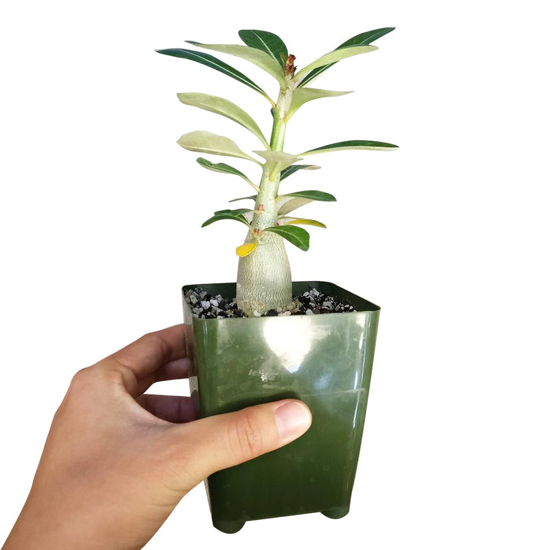 Adenium Obesum Desert Rose