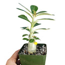 Adenium Obesum Desert Rose