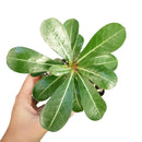 Adenium Obesum Desert Rose