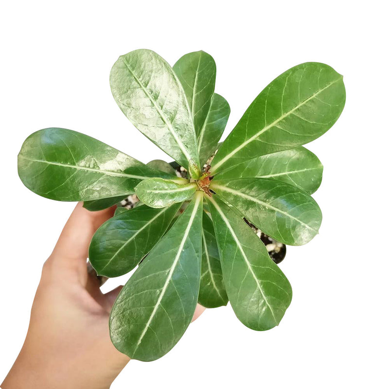 Adenium Obesum Desert Rose