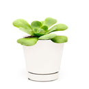 Aeonium Green Platters