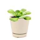 Aeonium Green Platters