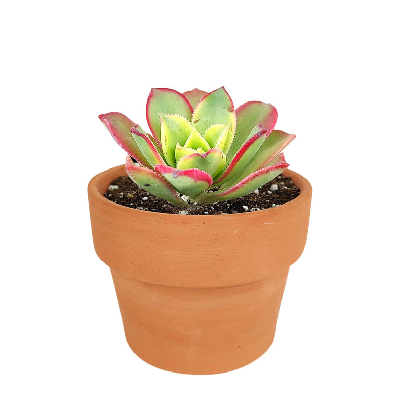 Aeonium Kiwi Haworthii