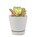 Aeonium Kiwi Haworthii