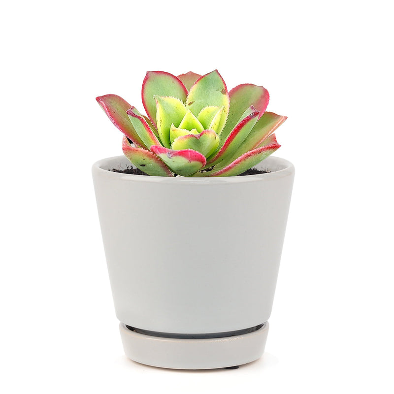 Aeonium Kiwi Haworthii