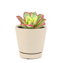 Aeonium Kiwi Haworthii