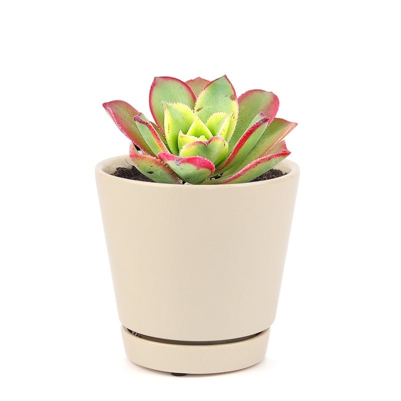 Aeonium Kiwi Haworthii