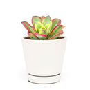 Aeonium Kiwi Haworthii