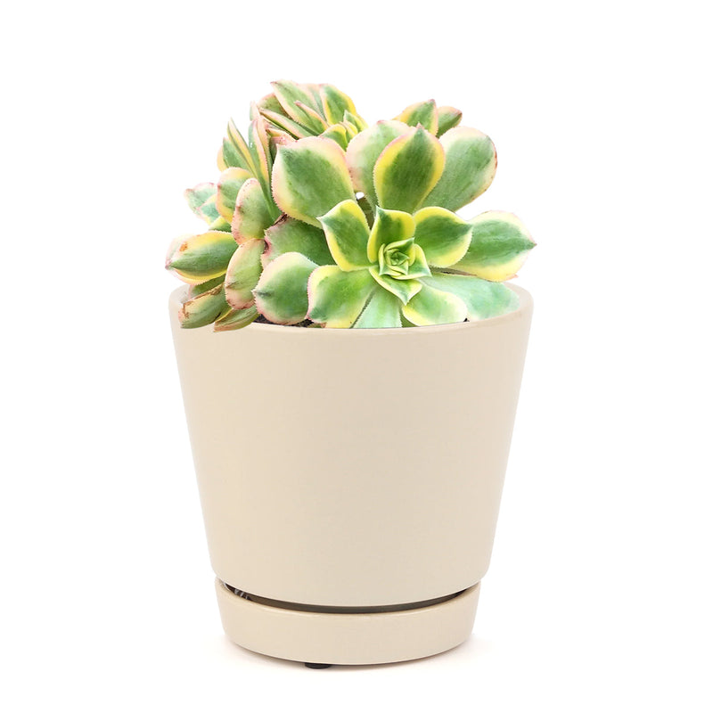 Aeonium Sunburst Copper Pinwheel