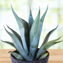 Agave franzosinii