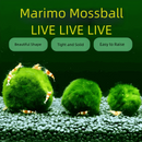 Large Marimo Moss Ball 1 pc 4-5cm LIVE Marimo Moss Ball - Japanese Algae Ball