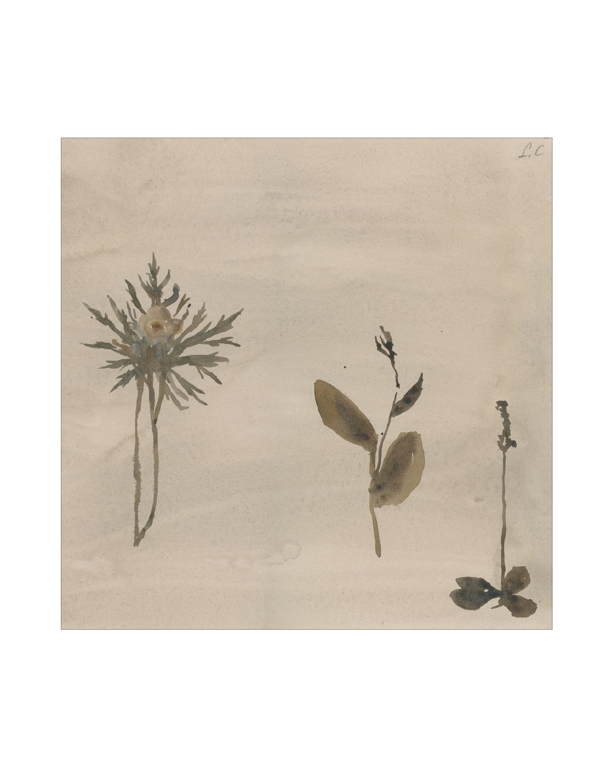 Botanical Thoughts IV, photo 20 of 25