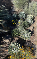 Agave Potatorum Kichiokhan Marginata