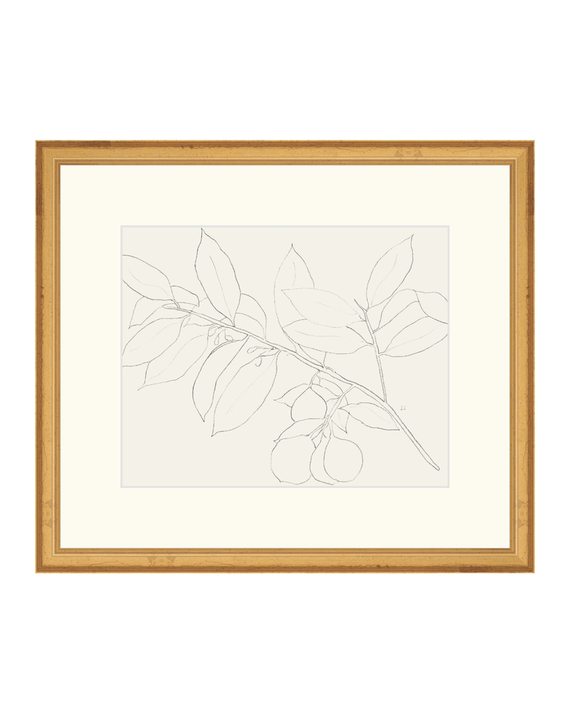 Lemon Branch Drawing