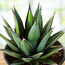 Arizona Smiles Agave