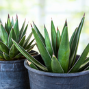 Arizona Smiles Agave