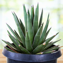 Arizona Smiles Agave