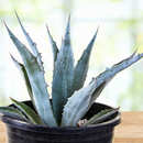 Agave Americana