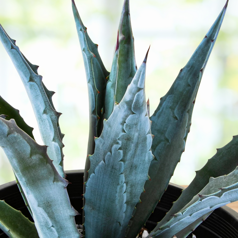 Agave Americana