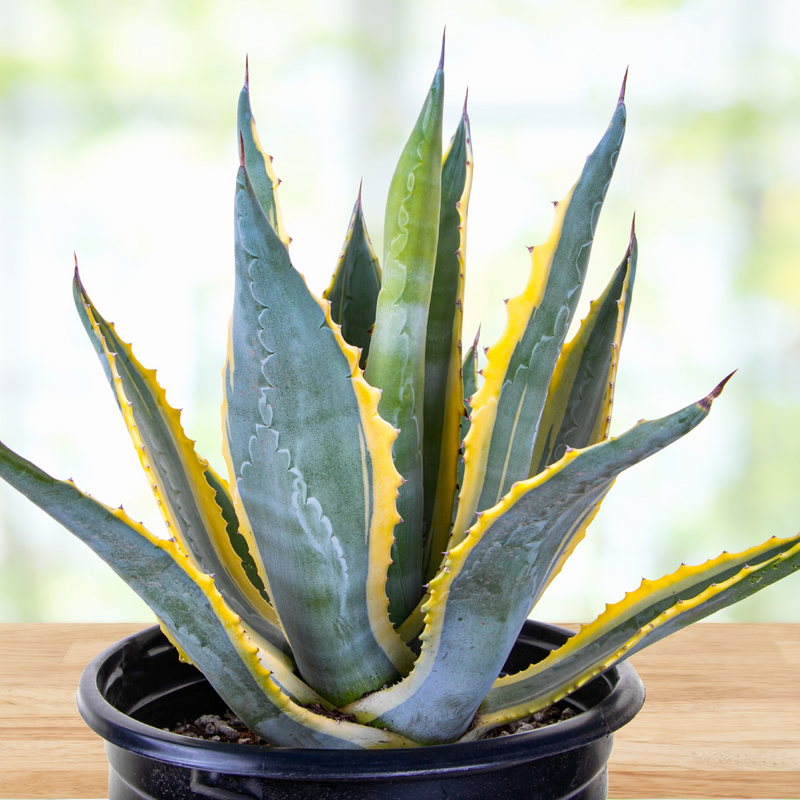 Agave Americana Variegata