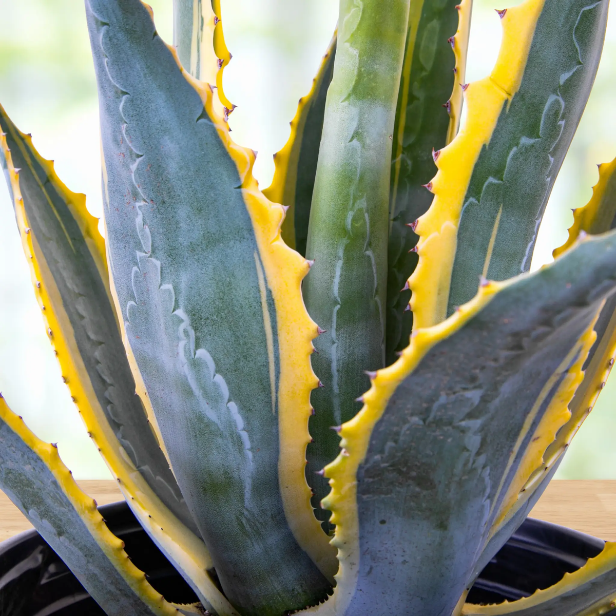 Agave Americana Variegata, photo 3 of 7
