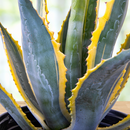 Agave Americana Variegata