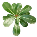 Adenium Obesum Desert Rose