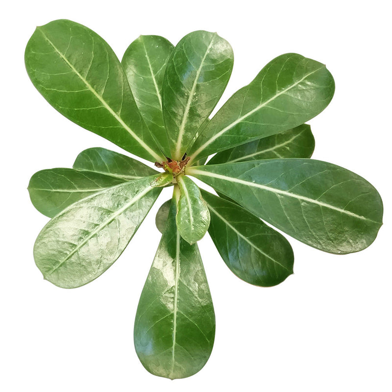 Adenium Obesum Desert Rose