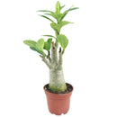 Adenium Obesum Desert Rose