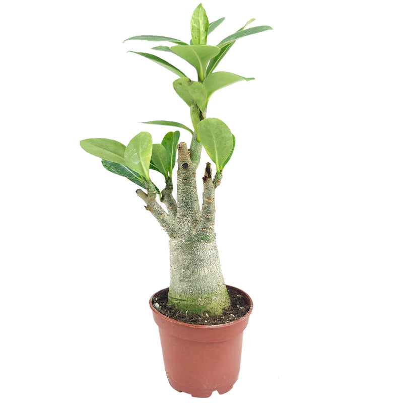 Adenium Obesum Desert Rose