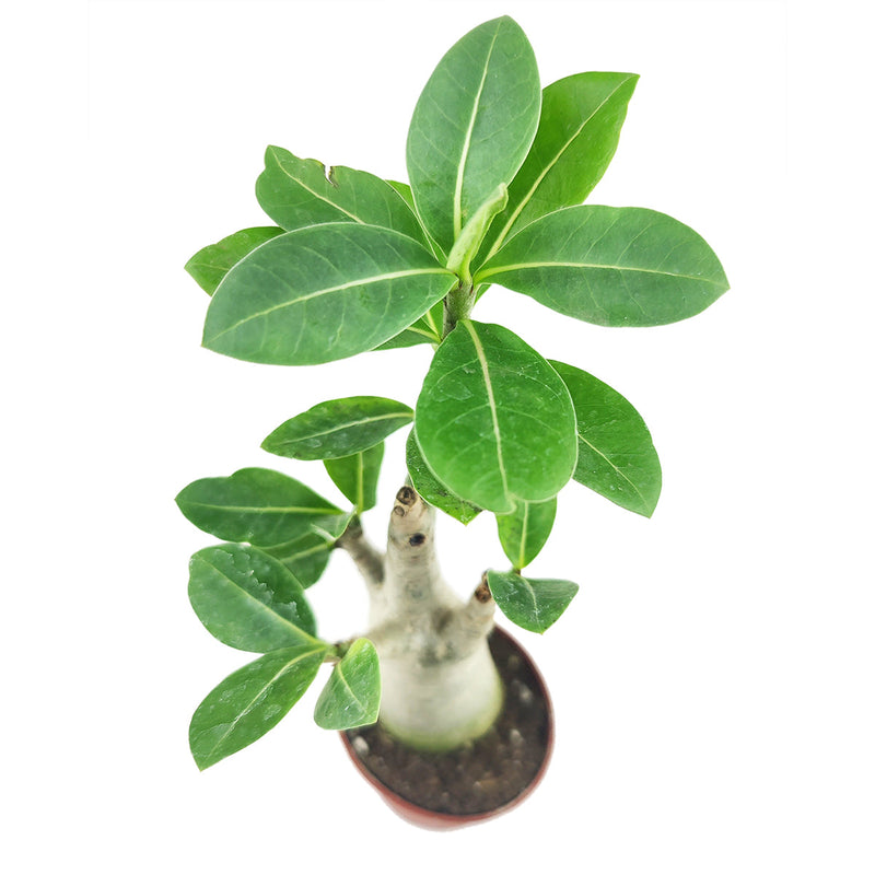 Adenium Obesum Desert Rose