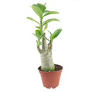 Adenium Obesum Desert Rose