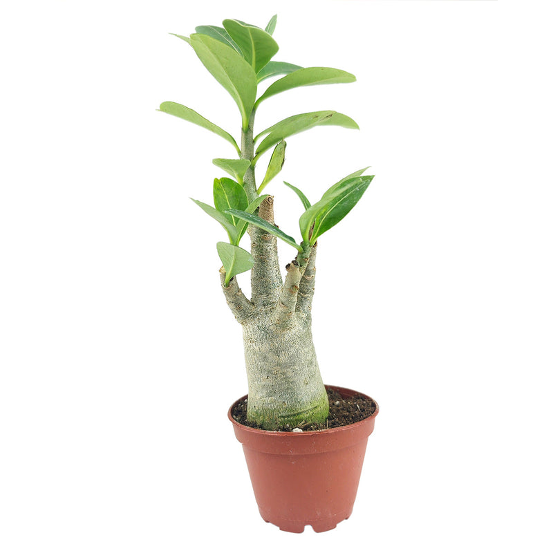 Adenium Obesum Desert Rose