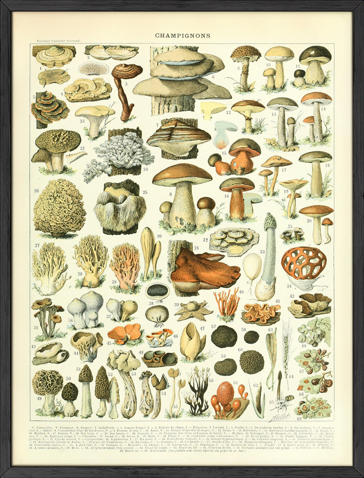 Adolphe millot mushrooms