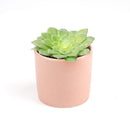 Aeonium Dinner Plate