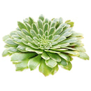 Aeonium Emerald Ice